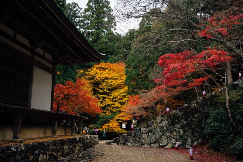 神护寺赏枫 | 旧来红叶寺 堪忆玉京秋