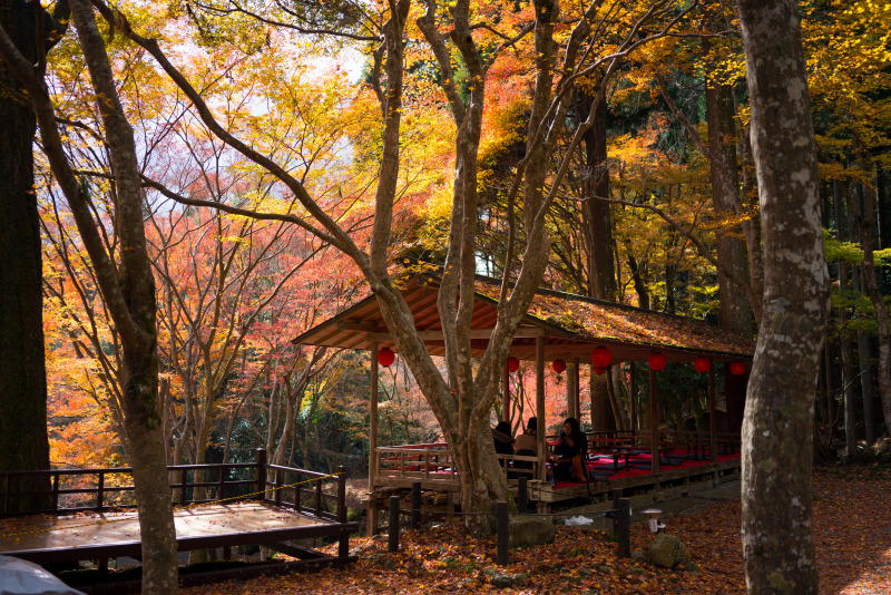 神护寺赏枫 | 旧来红叶寺 堪忆玉京秋