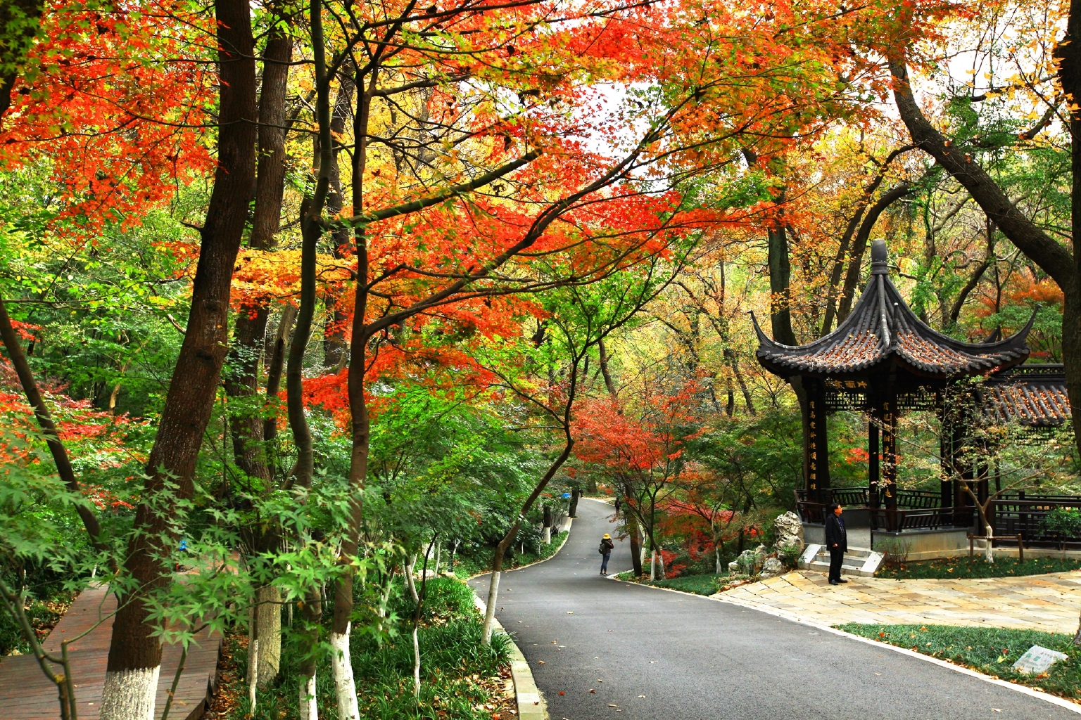 一到秋天,南京就变成了金陵(南京赏秋图文攻略)