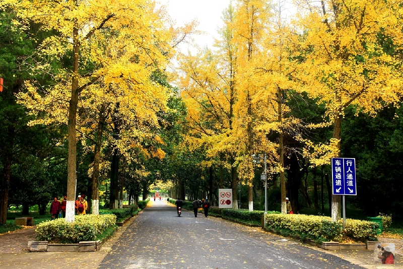 中山植物园北园银杏大道,11月15日拍摄
