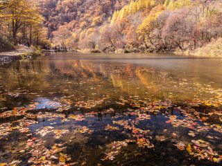蒲石河