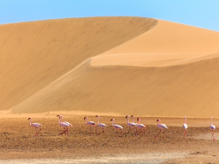 卡拉哈里红色沙丘