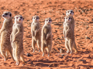 卡拉哈里红色沙丘