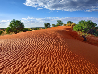 卡拉哈里红色沙丘