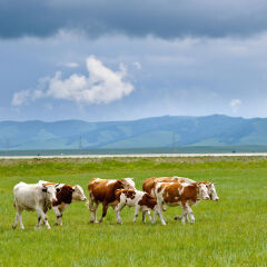 贡格尔草原放牧牛