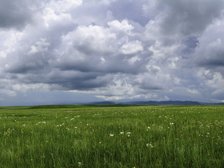 贡格尔草原