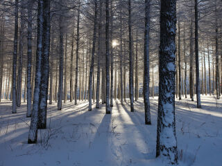 塞罕坝机械林场