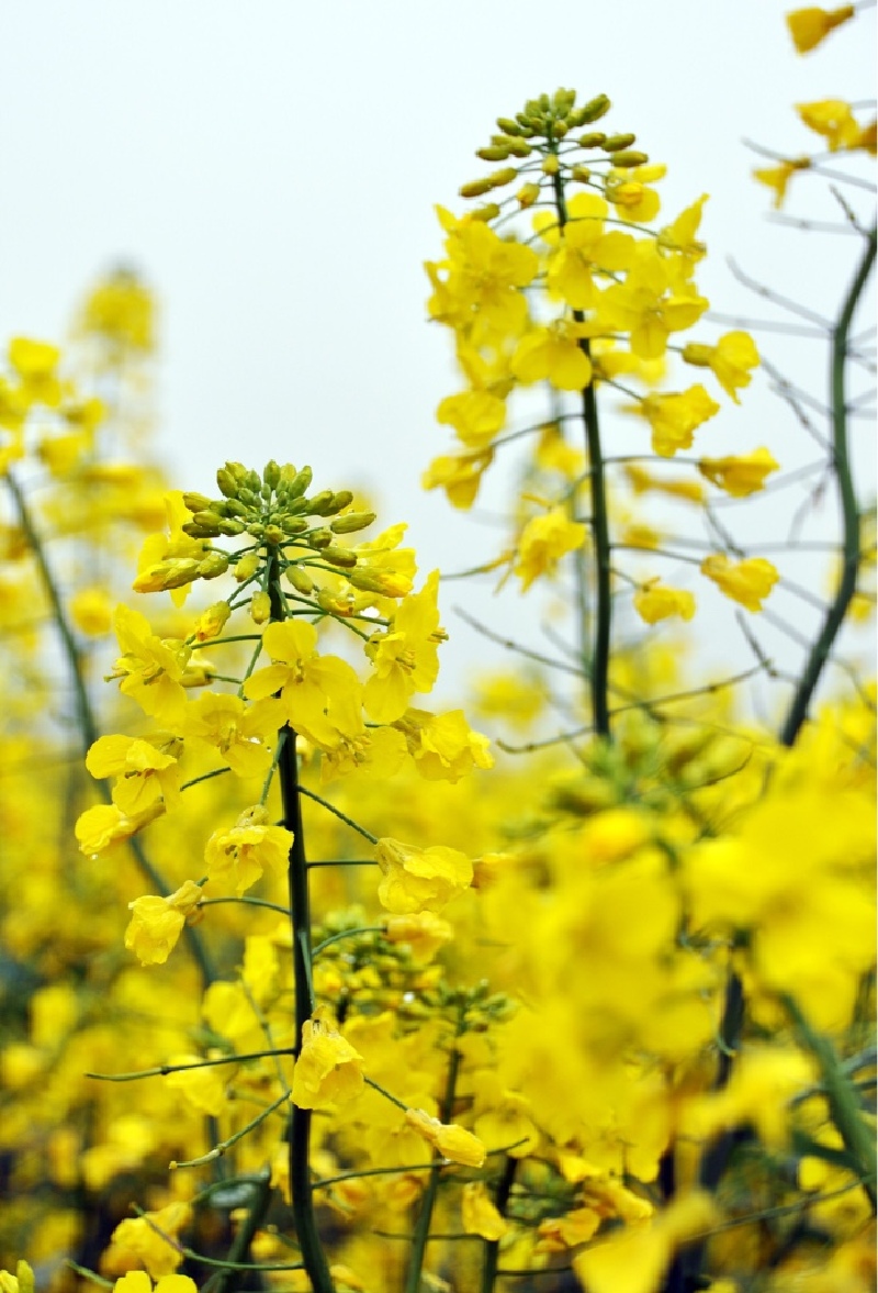 泰州兴化千垛油菜花