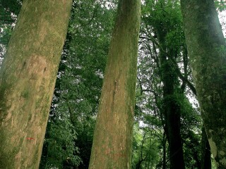上杭红豆杉生态园