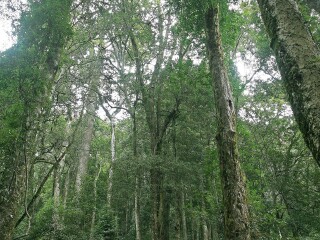 上杭红豆杉生态园