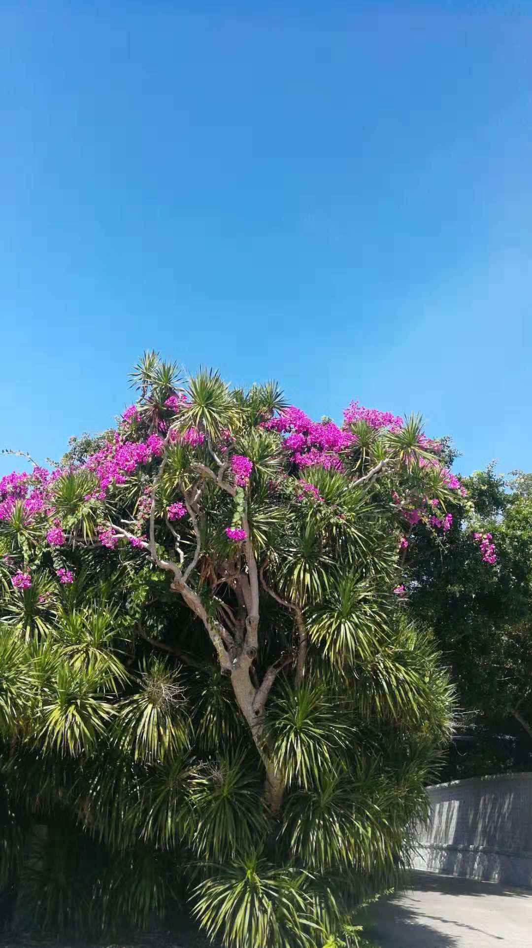 為啥好多到三亞大小洞天旅遊的人不認識南山不老松呢不老松真的有五六