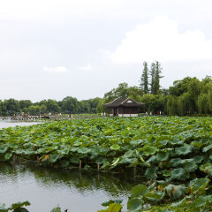 亚洲,中国,浙江省,杭州,西湖,曲院风荷