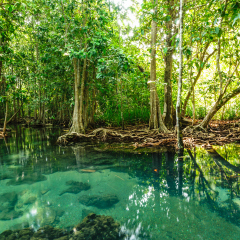  mangrove forests in Krabi province Thailand