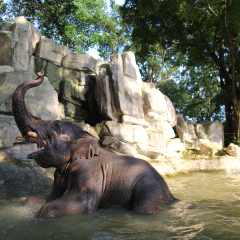 深圳野生动物园