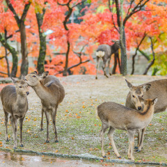 Sika Deers Roaming and Feeding at Autumn Raining Field, Nara Public Park, Nara, Japan
