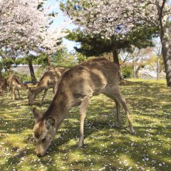 Deer And Cherry Of Nara Park