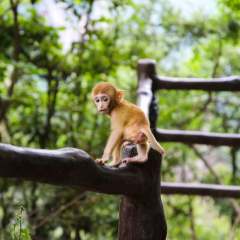 湖南张家界国家森林公园野生猴子 景点模块