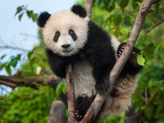 大熊猫繁育研究基地