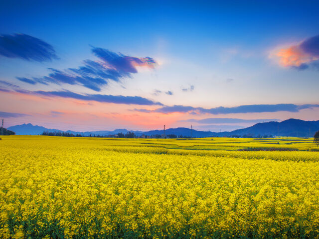  云南元阳梯田-罗平油菜花-普者黑-建水古城-红嘴鸥 贵州万峰林-马岭
