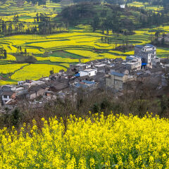 Rapeseed fields and Tangliwa village, Luoping, Qujing, Yunnan, China