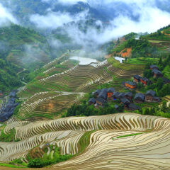 Longji Terraced Fields