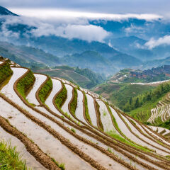Rice Terraces