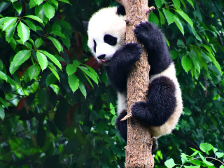 大熊猫繁育研究基地