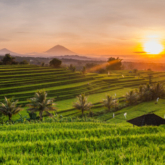 Rice terraces in mountains at sunrise, Bali Indonesia