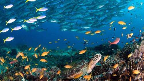 广州直飞宿雾岛+薄荷岛4晚5日自助游 广州出发