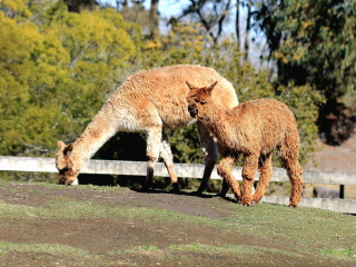 基督城奥拉纳野生动物园