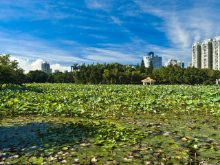 洪湖公园