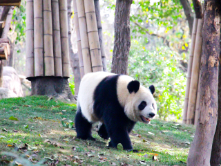 大熊猫繁育研究基地