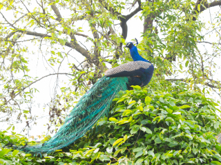 大熊猫繁育研究基地