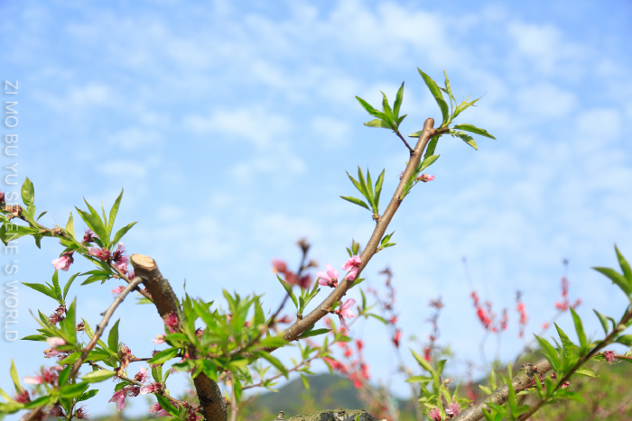 在蒋氏故里的时候,感受到了一股似春似夏又似秋的梦幻场景,而在这里