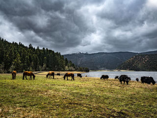 普达措国家森林公园