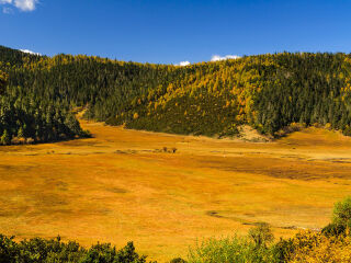 普达措国家森林公园