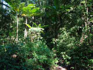 西双版纳雨林谷