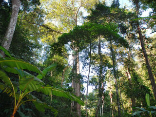 西双版纳雨林谷