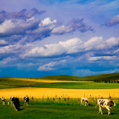 内蒙古呼伦贝尔牧场