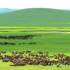 内蒙古草原上的牲畜