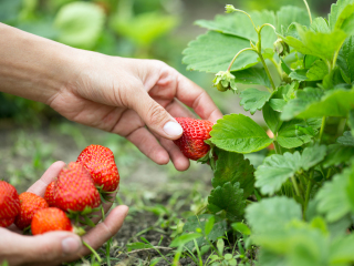 丽山音乐农场-度假别墅