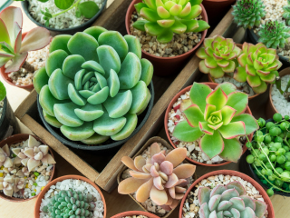 丽山音乐农场-度假别墅