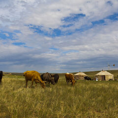 内蒙古希拉穆仁草原