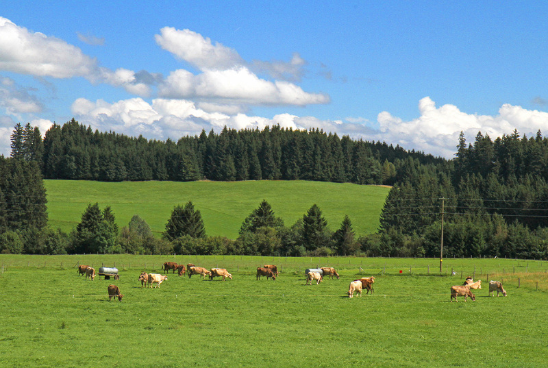 途牛首发掠过巴伐利亚高原的风