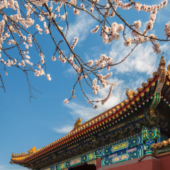 Beijing Imperial Palace Spring Scenery