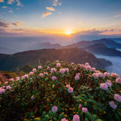 夕阳下的高山杜鹃花