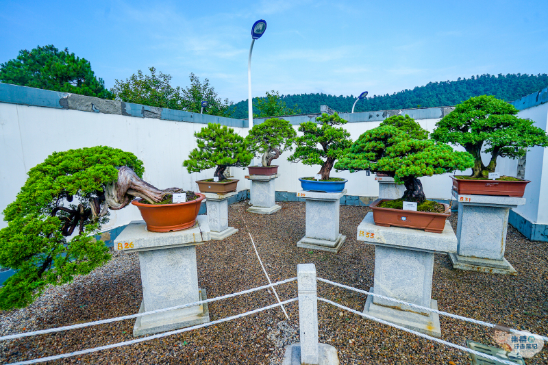 常州茅山宝盛园,刚好满足我"轻松旅行"的所有需求