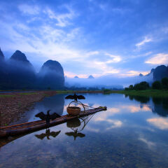 Cormorants on li river