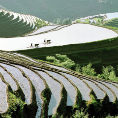 Rice Terraces