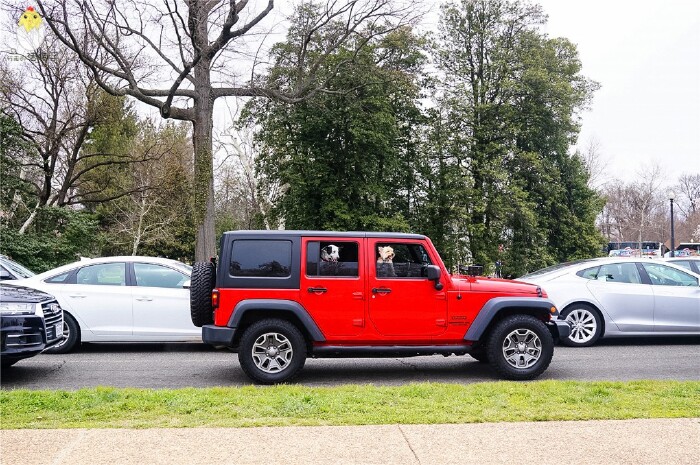 春风四月华盛顿赏樱正当时washingtondccherryblossom